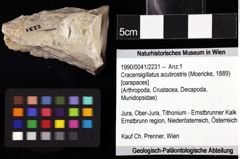 Foto (Objket + Etiketten) von Cracensigillatus acutirostris (Moericke, 1889) 